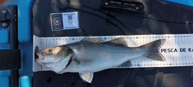 Fish Measure Picture